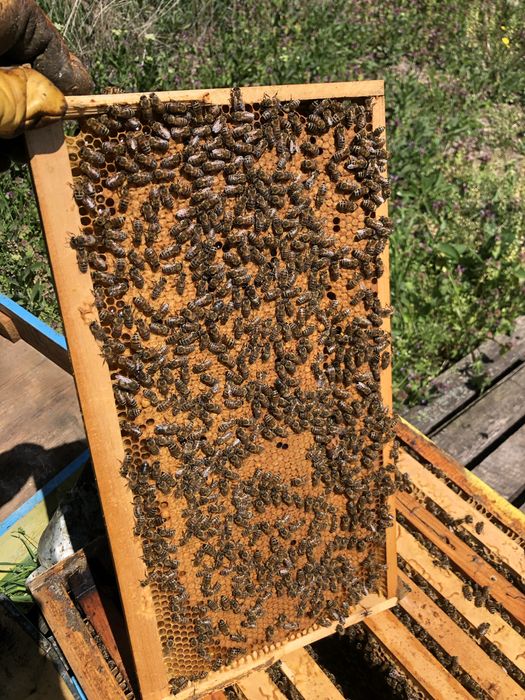 Пчелни отводки