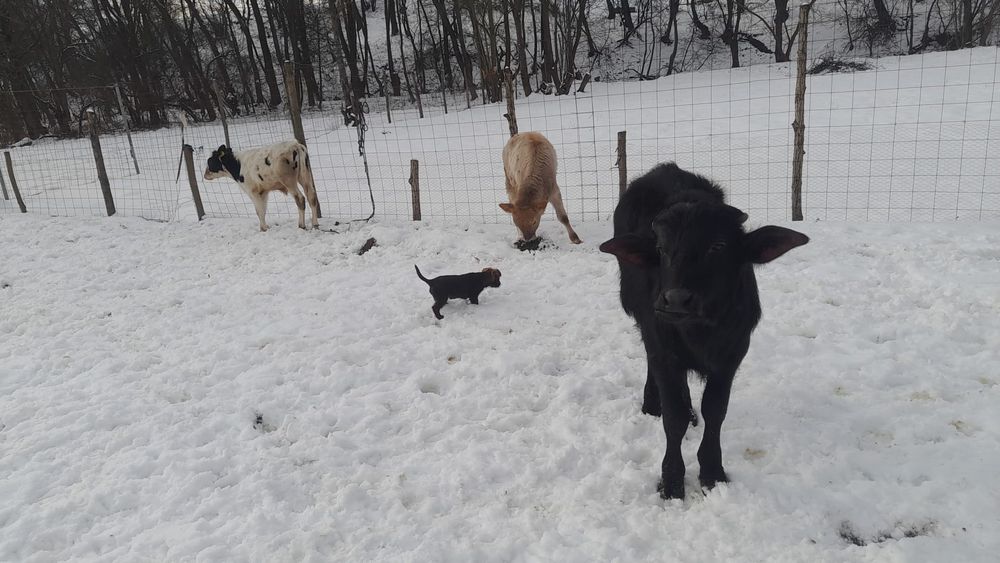 Vând doi viței un tauraș holștain și o vìțea de bivoliță !