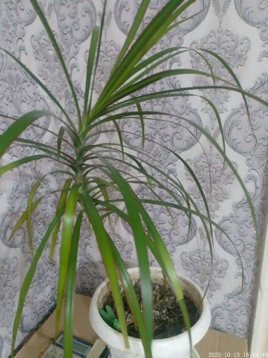 Драцена комнатная.