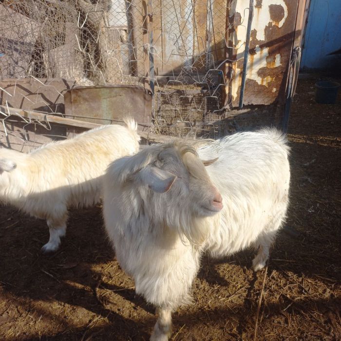 Продается козел безгрогий