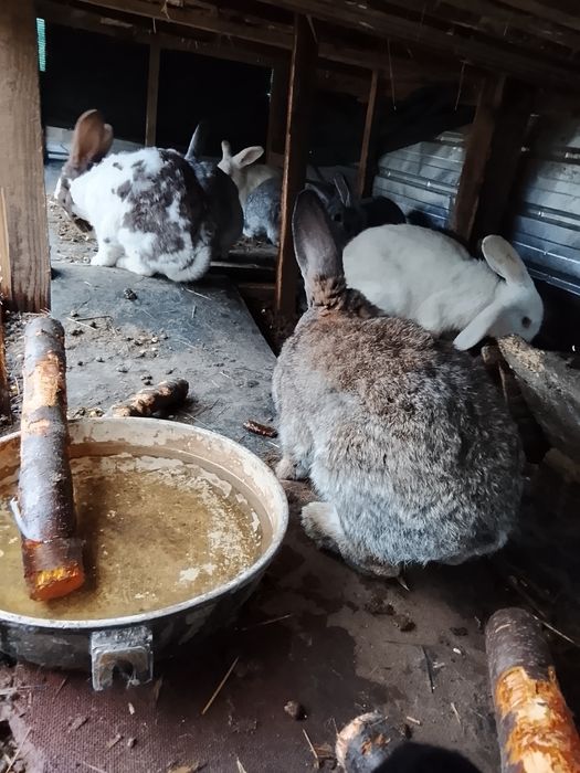 Vând iepuri talie mare și talie mica