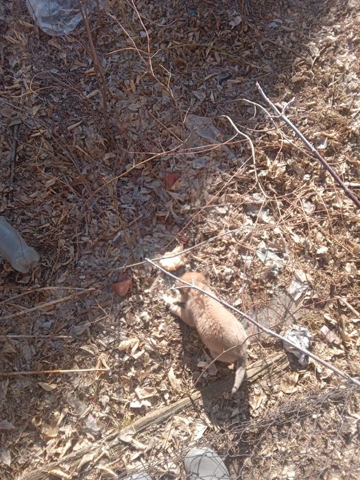 Отдам        щенят