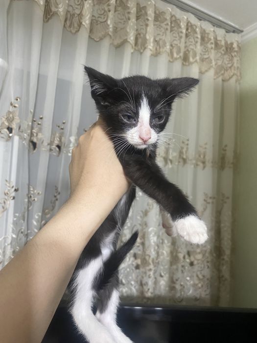 Продам черно-белого котенка