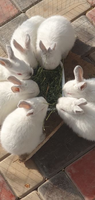 Kaliforniya quyonlar bollari