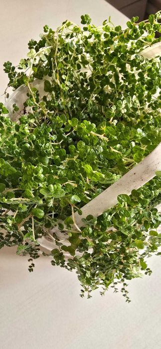 Солейролия комнатный цветок продам