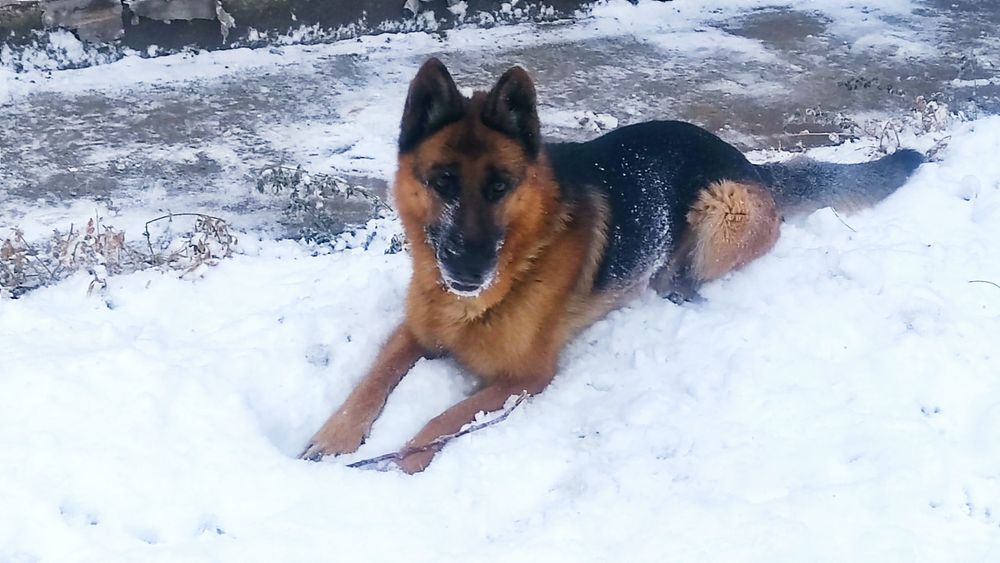 Немецкая овчарка гатов к вязке