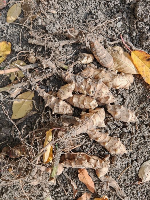 Картошка /топинамбур/