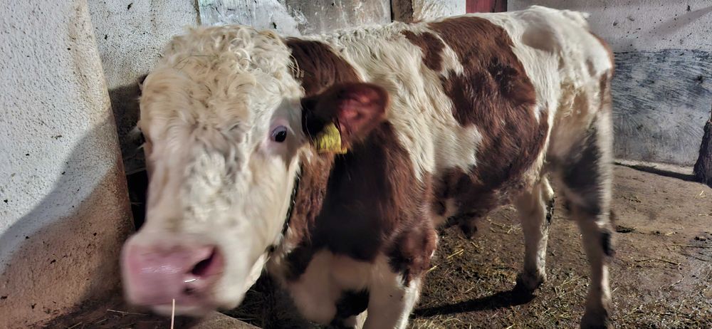 Tauri  cu certificat de origine