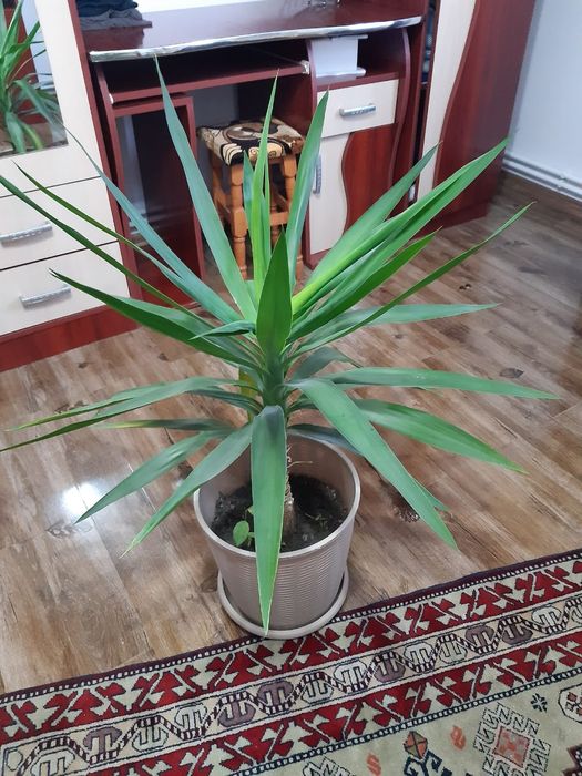 Palmier yucca gigantea