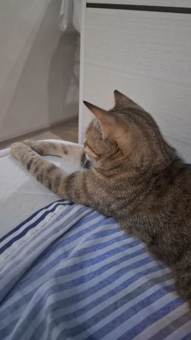 Отдам в добрые руки кошку