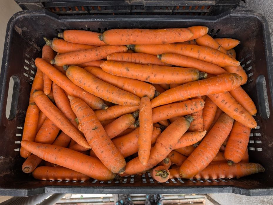 Vand morcovi cu ridicata