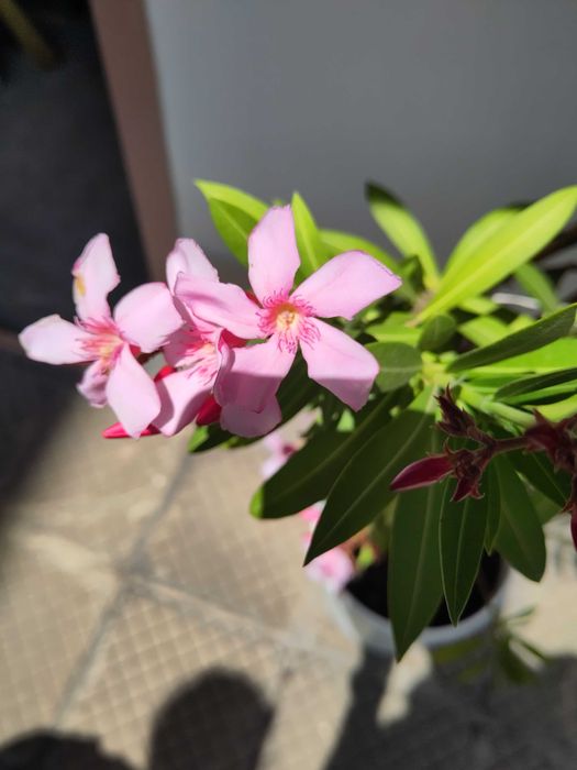 Зокум / Олеандър 5 бр