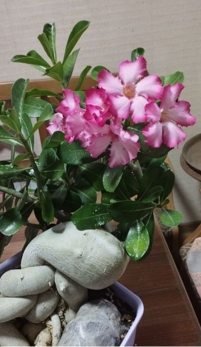 Адениум Микс. Продаю свои семена и черенки.