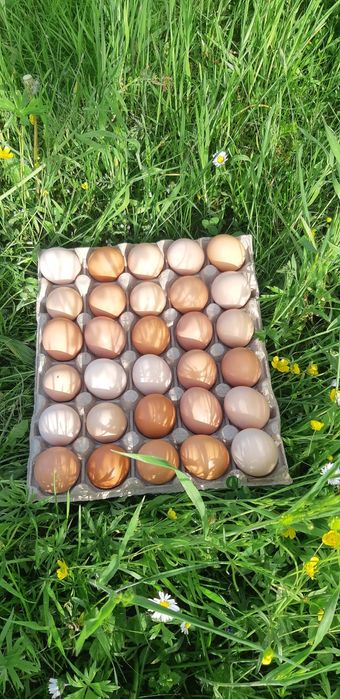 Ouă proaspete de gaina