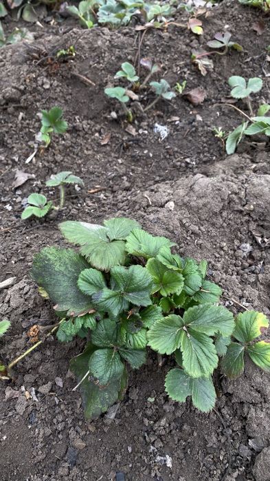 Ремонтантная клубника «АЛЬБИОН»