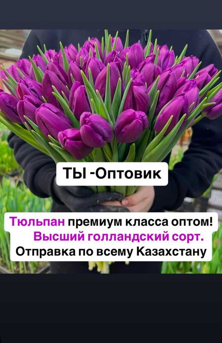 Тюльпаны из теплицы безпосредников