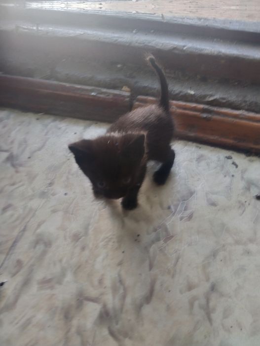 Одам котят  в добрые руки