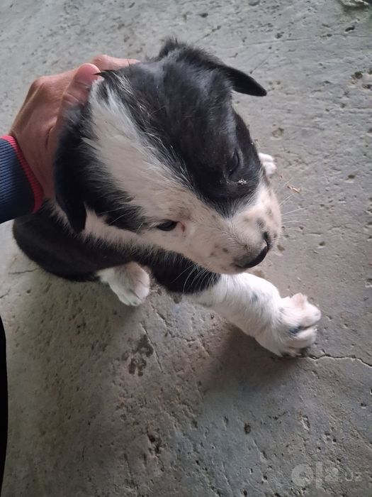 Alabay zotli it bolalari