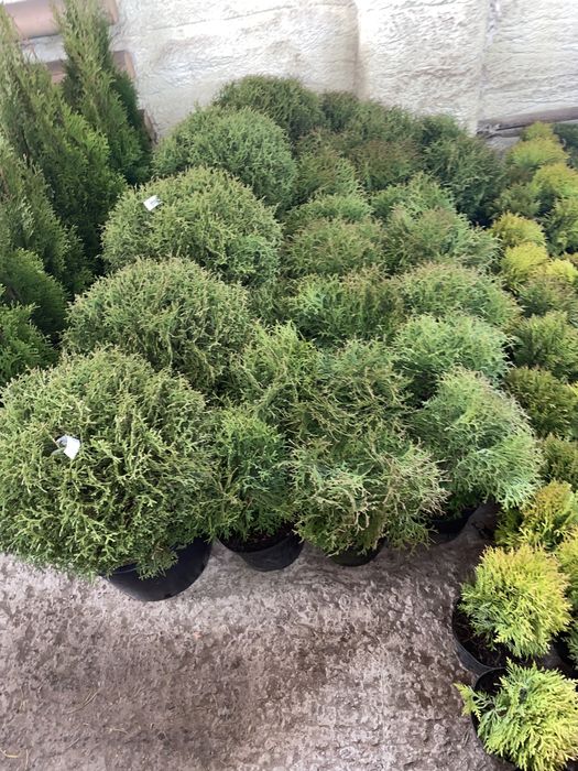 Голубые ели, туи, можжевельник и др.