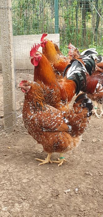 Ouă pentru incubat Pita Pinte Porțelan