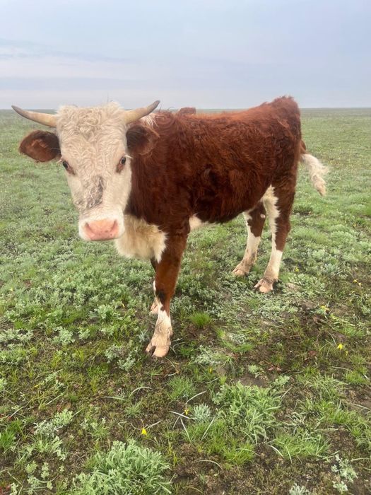 Қашар сатылады -ақ бас