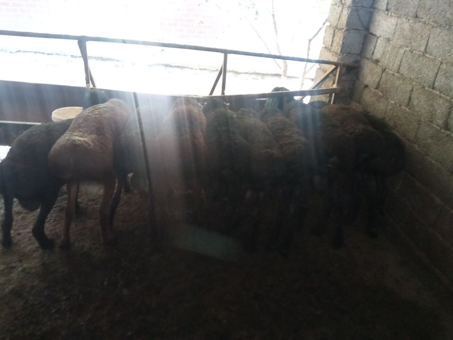 Қошқар сатылады Қурбан айтқа