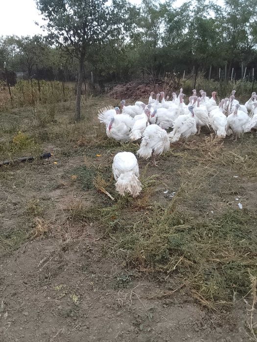 Curcani de la 3-15kg cu livrare gratuită în Otopeni ,Buftea, Prahova