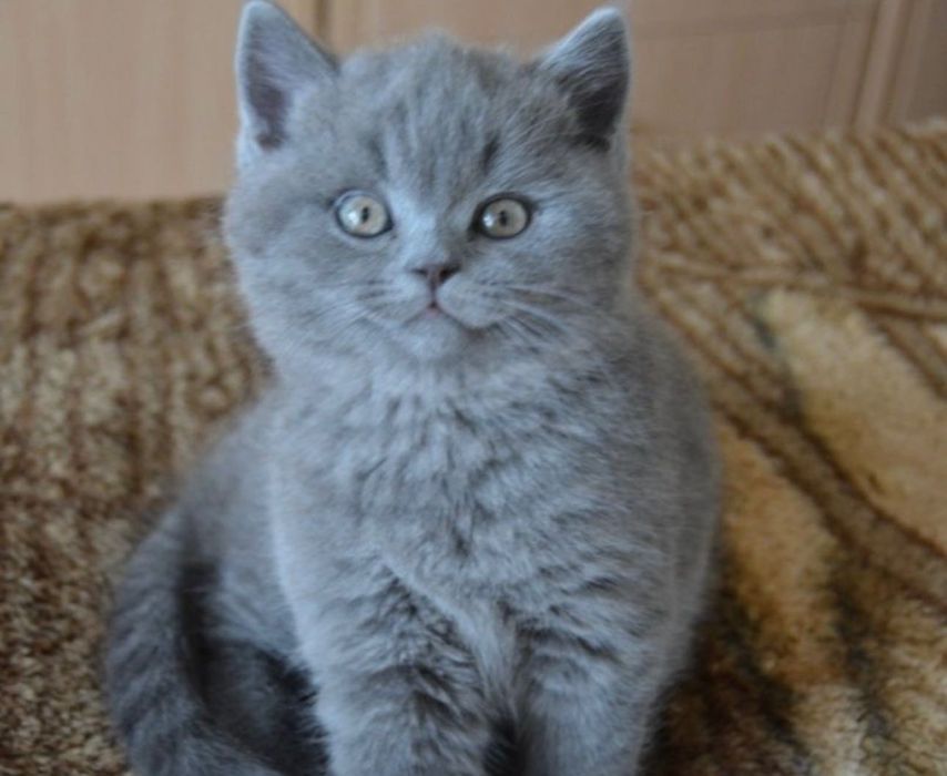 Британские котятки!