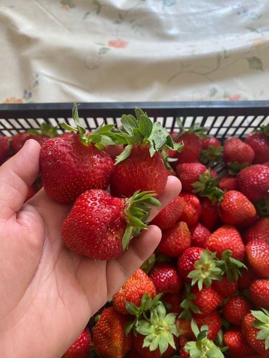 Продается ЛПХ с базой и теплицами.