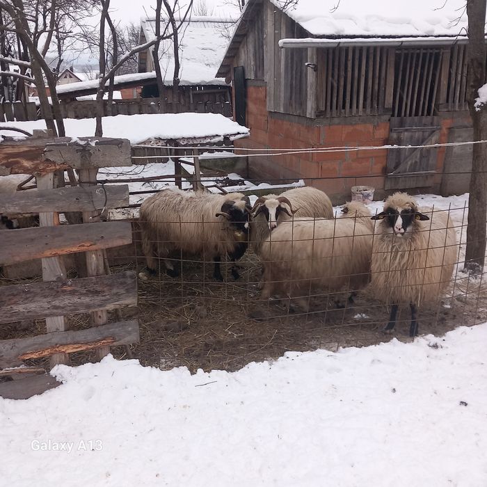 Oi de vînzare 6 bucăți