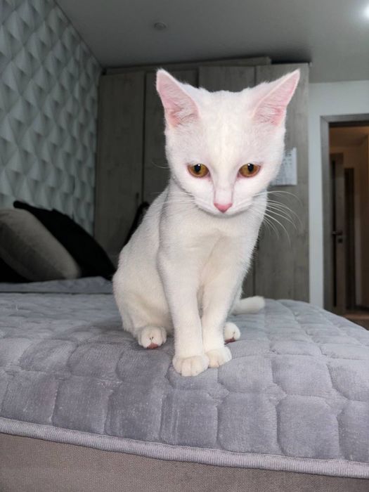 Отдам кошечку, 6 месяцев