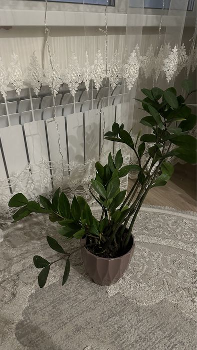 Долларовое дерево