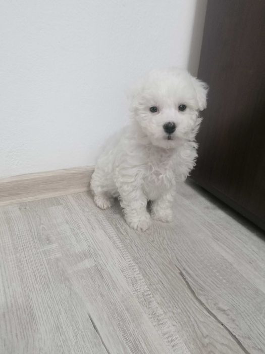 Bichon Frezze 2 luni jumate 500 lei neg
