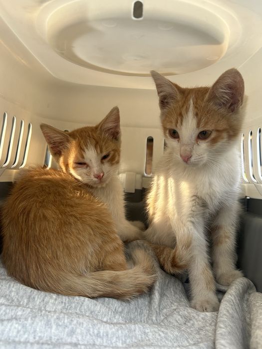 котята крысоловы