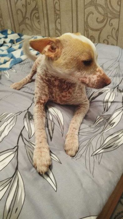 Отдам в добрые руки