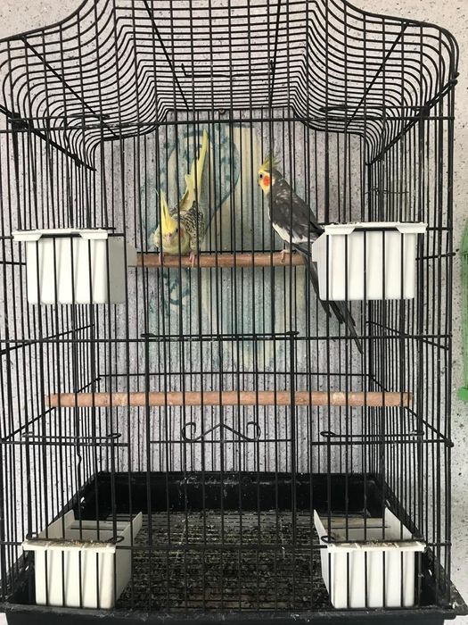 Продається папугай