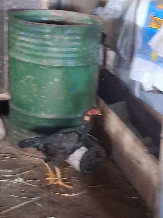 Продам 2 даканки курицы