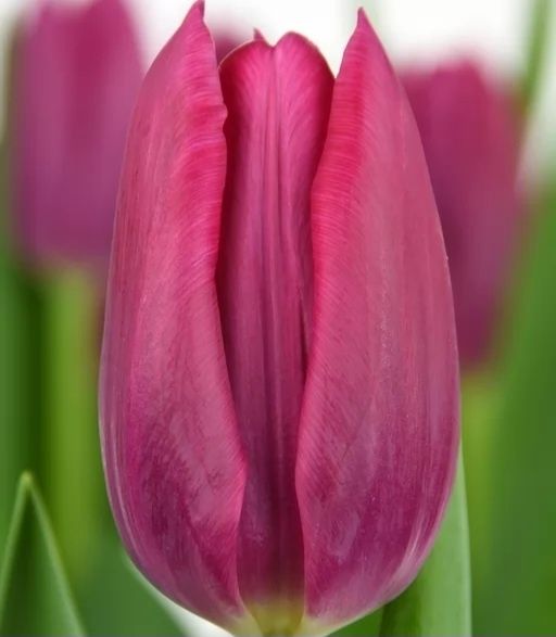 Тюльпаны с теплицы