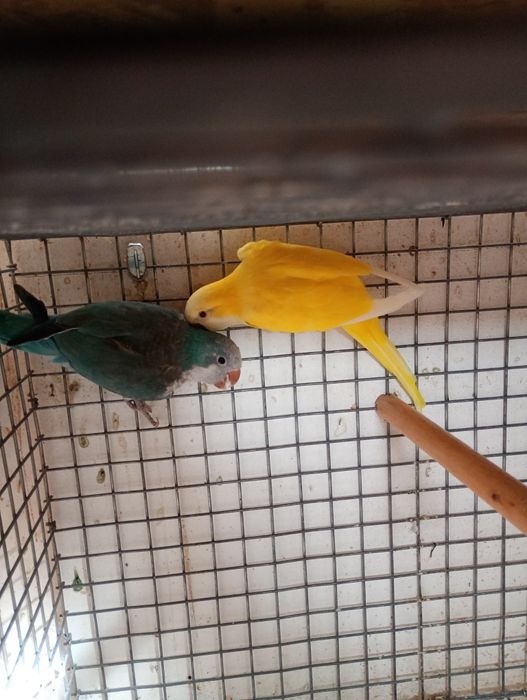 Papagali călugări,micul alex,ninfe,perusi și zebre australiene austral