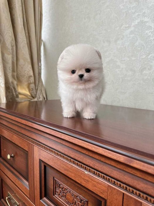 Щенки померанского шпица