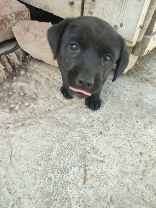 Ofer spre adoptie