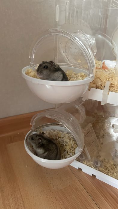 Джунгарики с клеткой