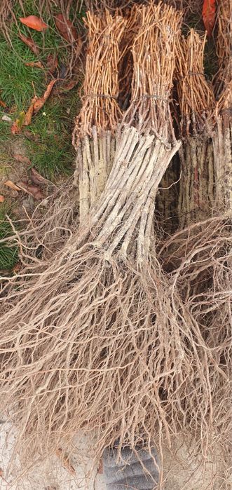 Vand butasi-vita-de-vie