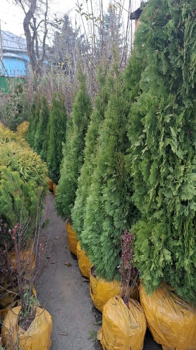 Саженцый  яблоня