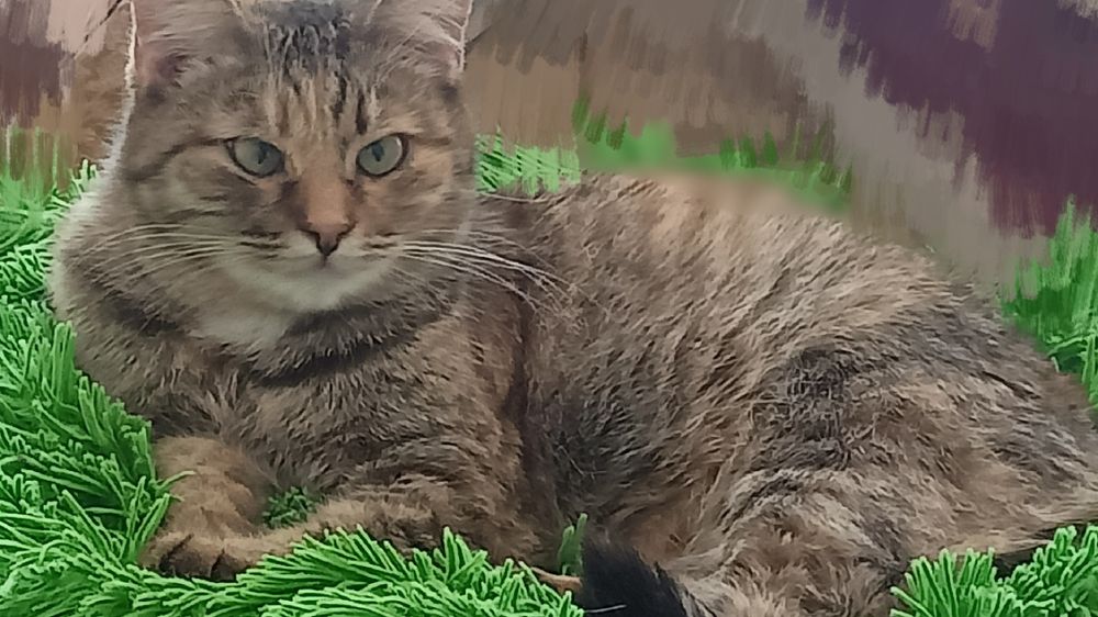 Алиса милашка ищет дом