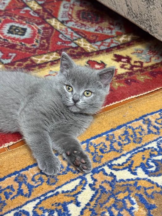 Британские котятя