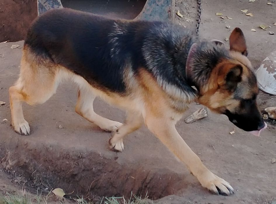 Продам немецкую овчарку