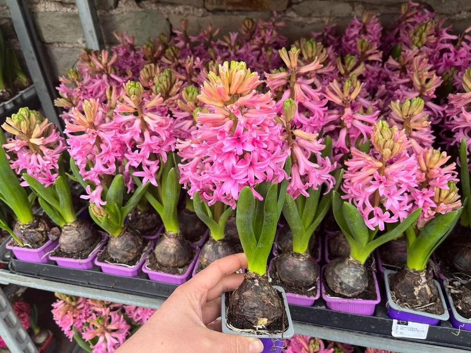 Продавам луковици зюмбюл