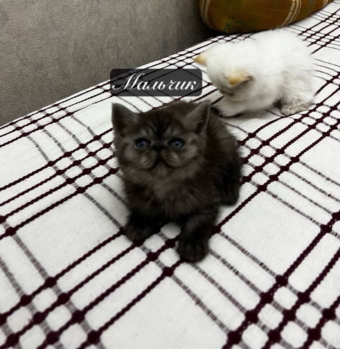 экзотические короткошерстные кошки котята