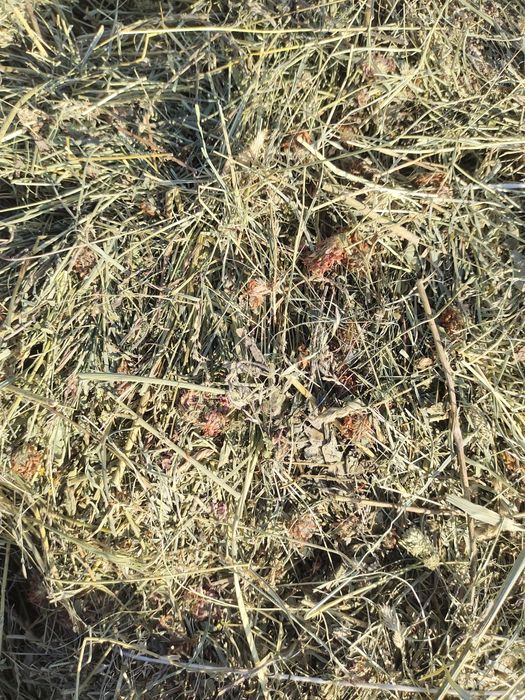 Сено шоп жонышка